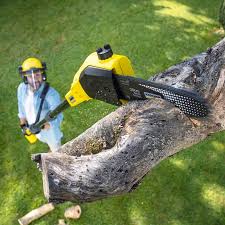 Best Tree Maintenance Programs  in Loma, CO