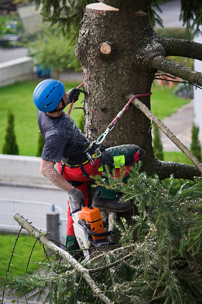 Best Storm Damage Tree Cleanup  in Loma, CO