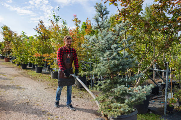 Best Tree Removal  in Loma, CO